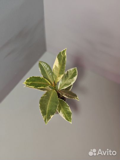 Фикусы сортовые