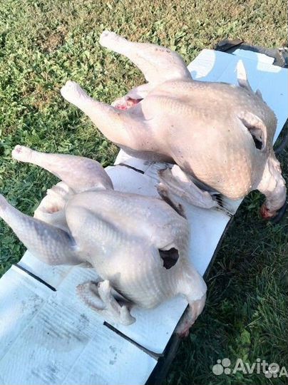 Домашняя индейка