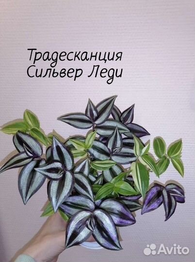 Традесканции сортовые редкие