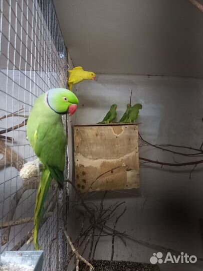 Птенцы корелл