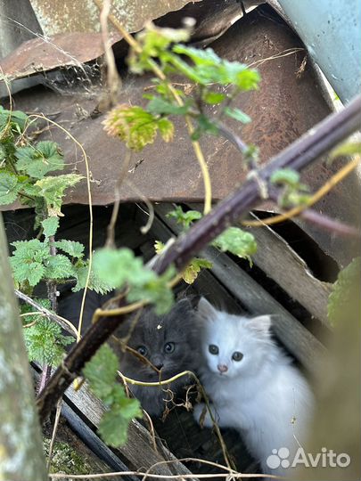 Котята