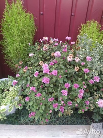 Хризантема