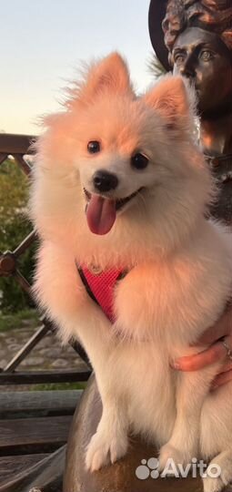 Шпиц вязка девочка