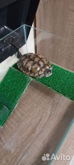 Черепаха с аквариумом