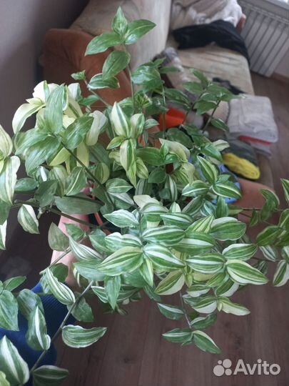 Традесканция