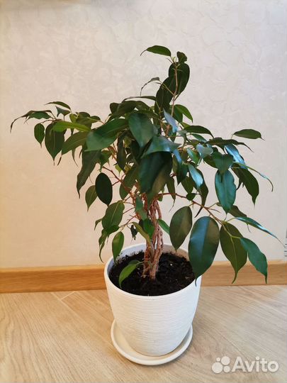 Фикус Бенджамина Даниэль 50 см бонсай в горшке