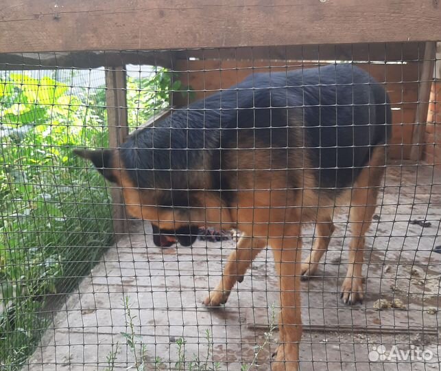 Немецкая овчарка кобель