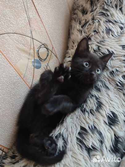 Котёнок черный