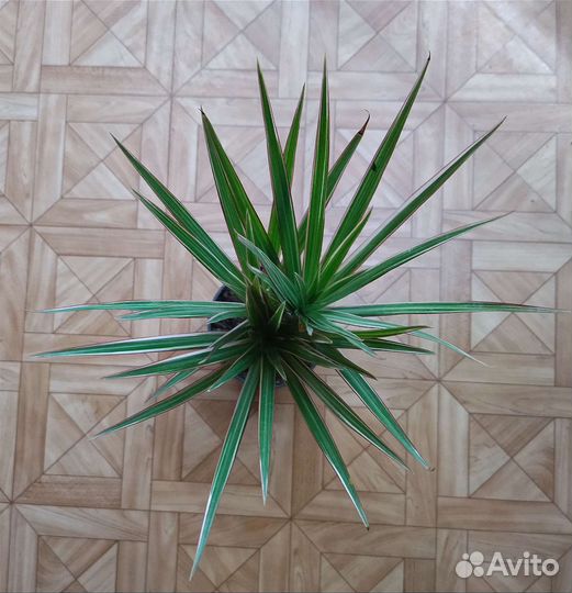 Драцена Маргината Биколор / Marginata Bicolor