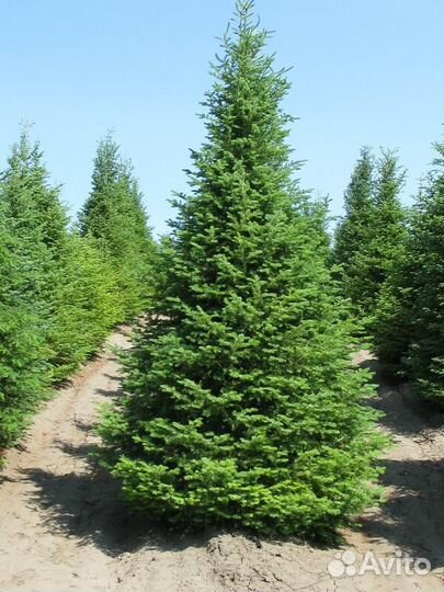 Ель обыкновенная (Picea abies) / около 50-80 см