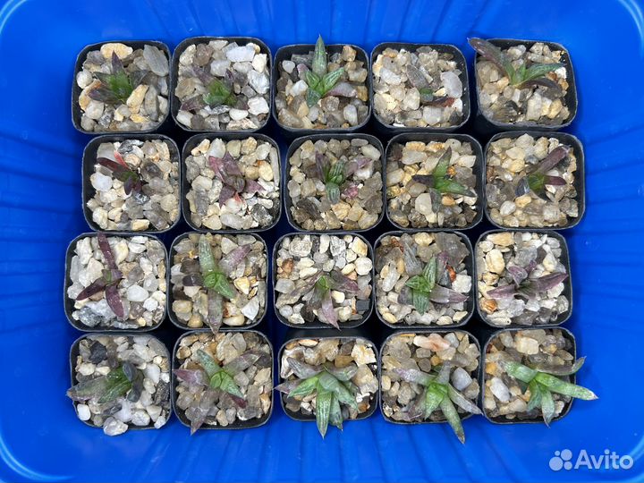 Хавортия Мирабилис Haworthia Mirabilias