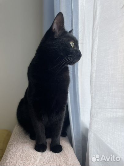 Кошка в дар