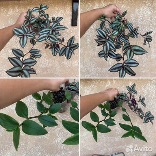 Часть 9.,Традесканция,Каллизия комнатные растения