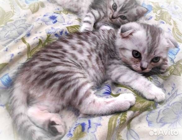 Шотландские котята