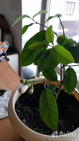 Саженцы лимона мандарин апельсина грейпфрута