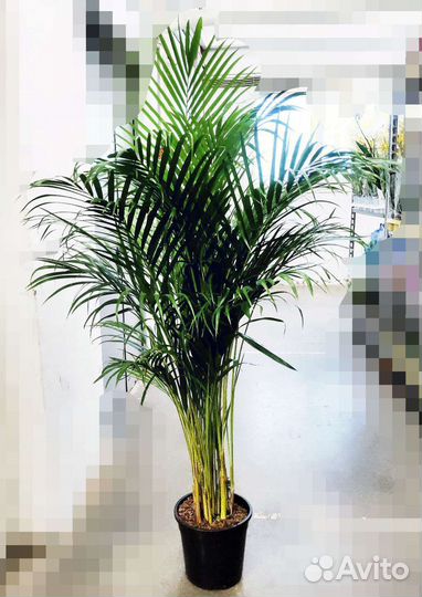 Пальма арека дипсис 110 и 160см