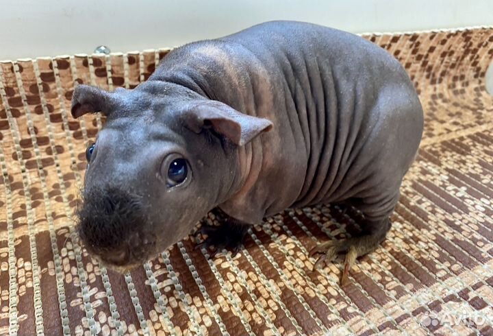 Морская свинка скинни взрослая