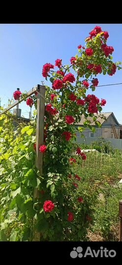 Роза плетистая