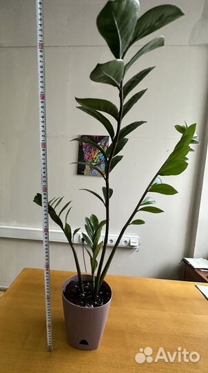 Замиокулькас