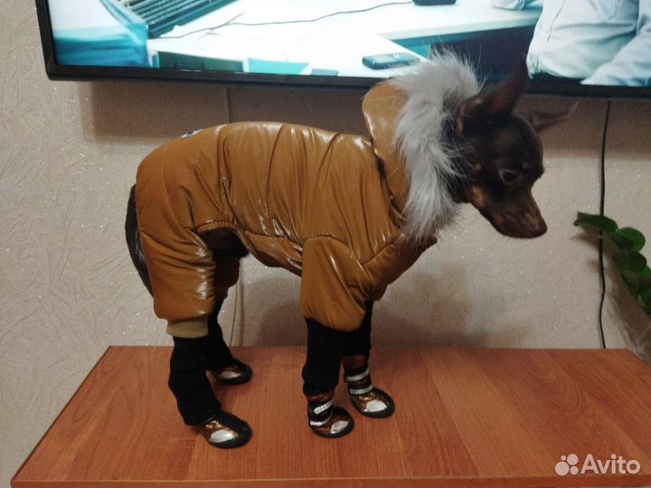 Одежда для маленькой собачки