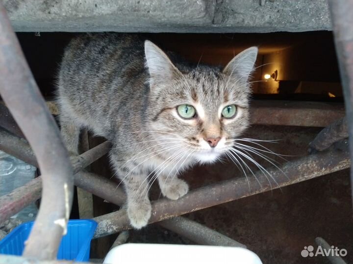 Котенок в добрые руки