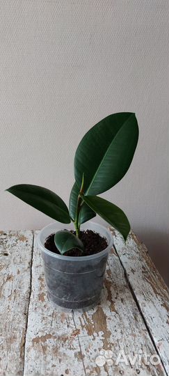 Фикус эластика робуста