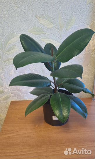 Фикус каучуконосный