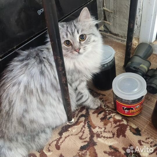 Красивые кошки
