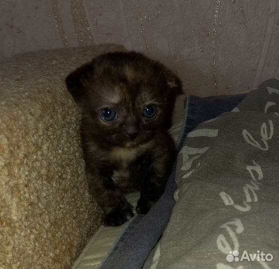 Котята шотландцы вислоухие