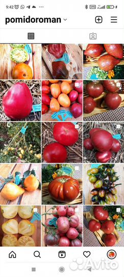 Семена коллекционных томатов