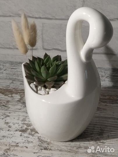 Лебедь с эхеверией. Мини-флорариум