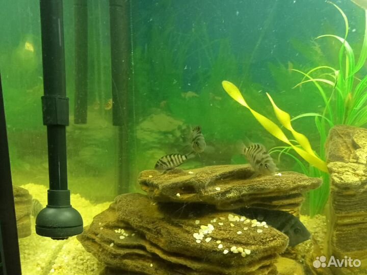 Аквариумные рыбки цихлиды