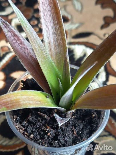 Мини ананас (детки)