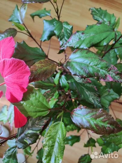 Гибискус купера вариегантный