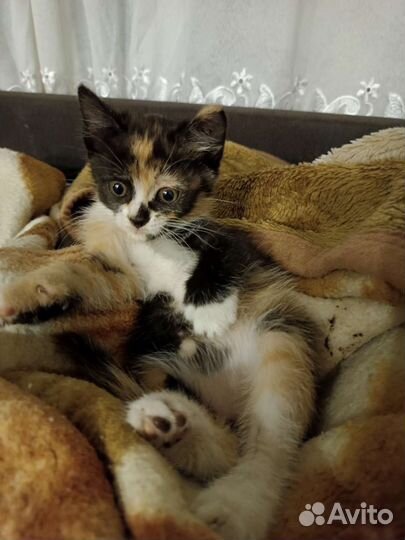 Кошка в дар