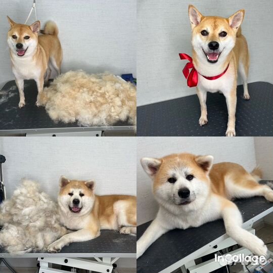 Груминг собак крупных пород