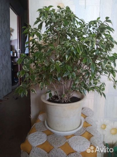 Фикус бенджамина