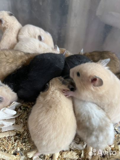 Хомяки крысята продажа