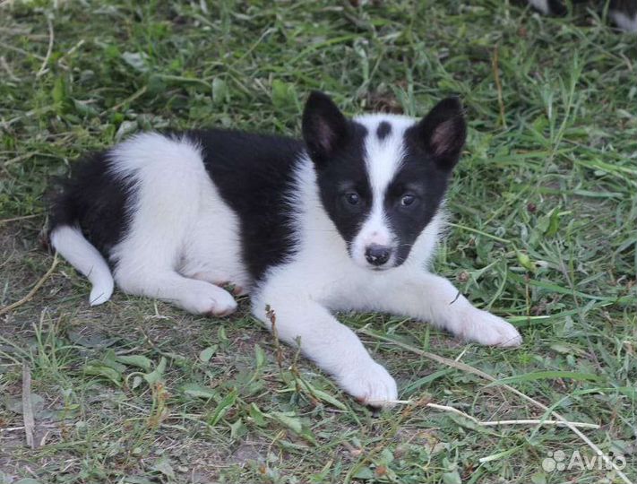 Щенок Русско-европейской лайки рел
