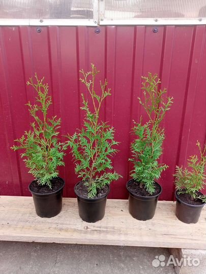 Туя смарагд