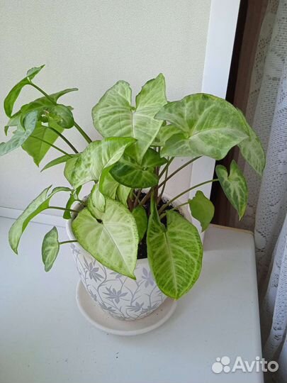 Сингониумы