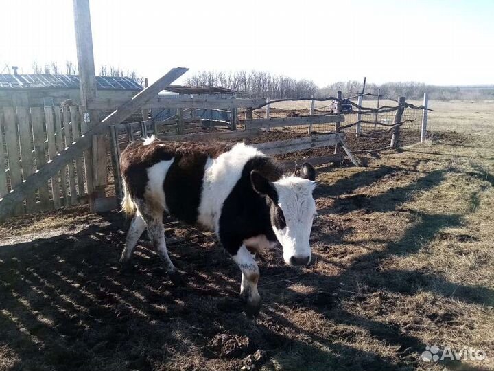 Коровы,телята