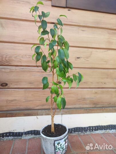 Фикус бенджамина взрослое растение 80 см