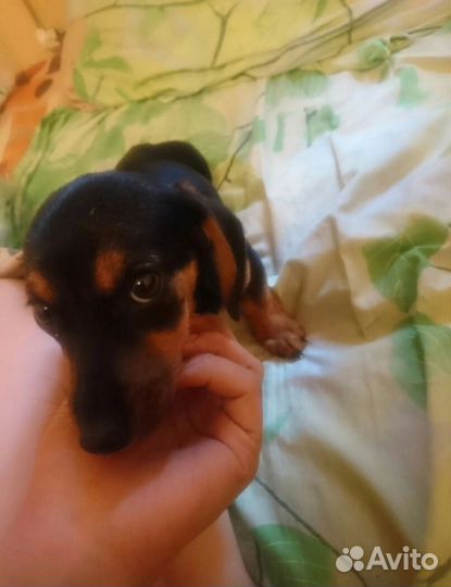 Вязка кобель такса