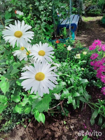 Ромашка сортовая крупная