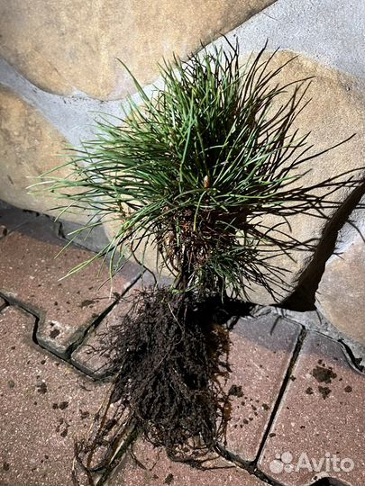 Саженцы сибирского кедра, сосна кедровая