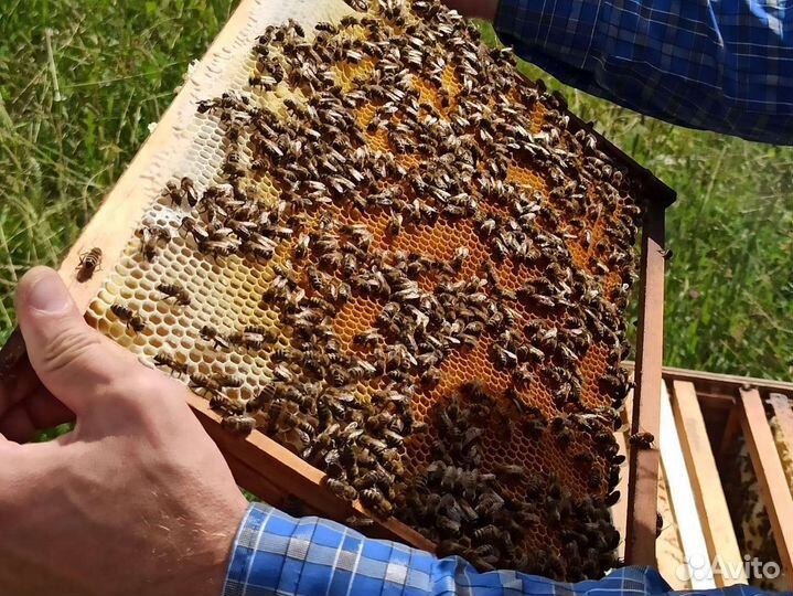 Продажа пчел