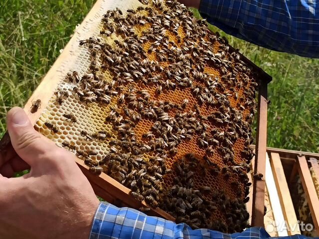 Продажа пчел