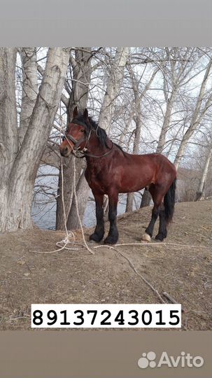Продам жеребца