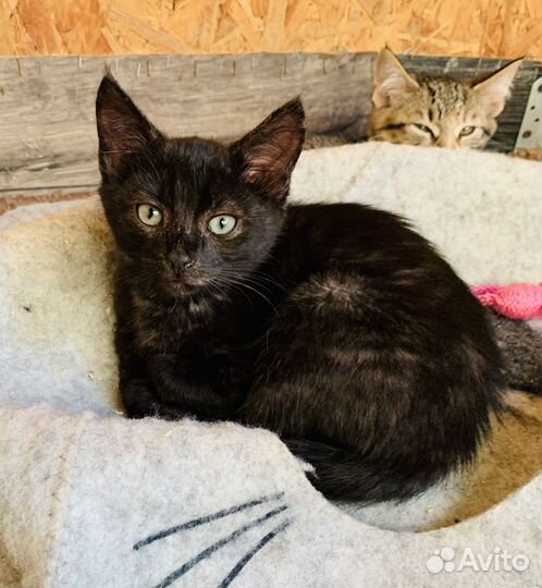 Котенок в добрые руки